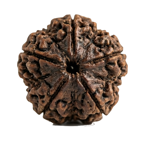 A real Rudraksha bead showing its mukhi (faces)